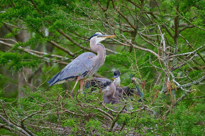 Heron with young birds in the nest on a tree, surrounded by cypress forest, Canadian Heron (Ardea herodias), spring, Orlando Wetlands, Christmas, Florida, USA