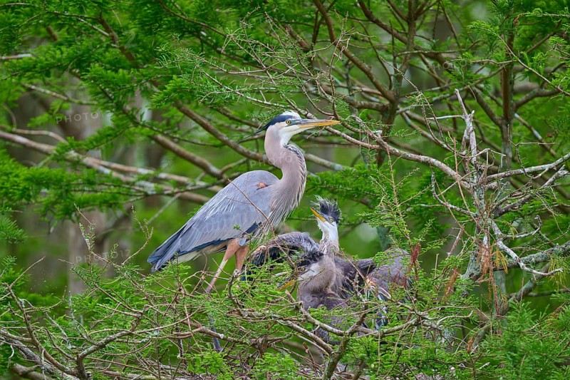 A heron and fledglings in the nest, surrounded by cypress forest and green branches, Canada Heron (Ardea herodias), spring, Orlando Wetlands, Christmas, Florida, USA