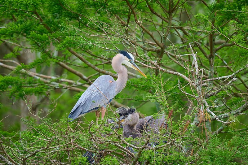 A heron stands in a nest with young on branches, surrounded by dense green vegetation in the cypress forest, Canada Heron (Ardea herodias), spring, Orlando Wetlands, Christmas, Florida, USA