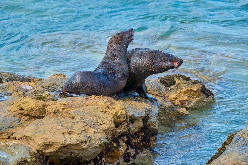 Two seals cuddling together on rocks close to the water of the sea, New Zealand fur seal (Arctocephalus forsteri), Shag Point Lookout, Shag Point, Palmerston, Otago, South Island, New Zealand