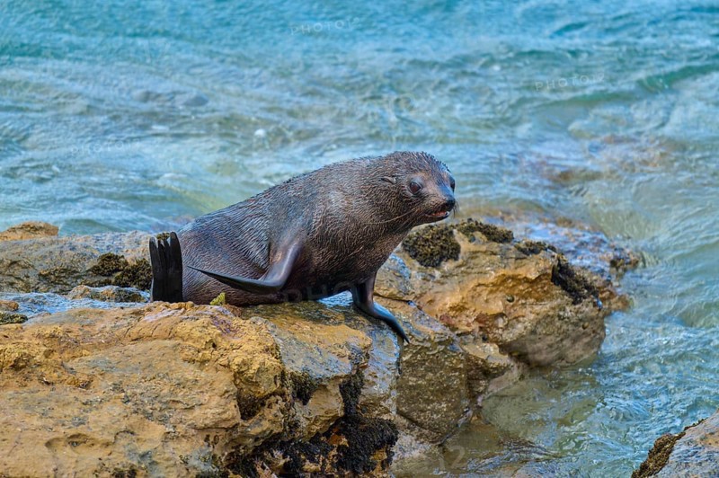 A seal rests on rocks at the edge of the ocean with gentle waves in the background, New Zealand fur seal (Arctocephalus forsteri), Shag Point Lookout, Shag Point, Palmerston, Otago, South Island, New Zealand