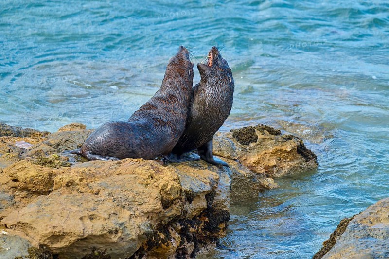 Two seals interacting on rocks by the sea, surrounded by moving water, New Zealand fur seal (Arctocephalus forsteri), Shag Point Lookout, Shag Point, Palmerston, Otago, South Island, New Zealand