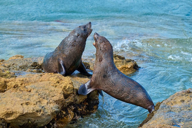 Two seals on rocks in the sea, communicative behaviour in the clear blue water, New Zealand fur seal (Arctocephalus forsteri), Shag Point Lookout, Shag Point, Palmerston, Otago, South Island, New Zealand