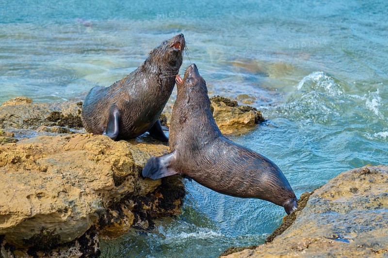 Two seals on rocks at the ocean's edge, playful interaction in the blue water, New Zealand fur seal (Arctocephalus forsteri), Shag Point Lookout, Shag Point, Palmerston, Otago, South Island, New Zealand