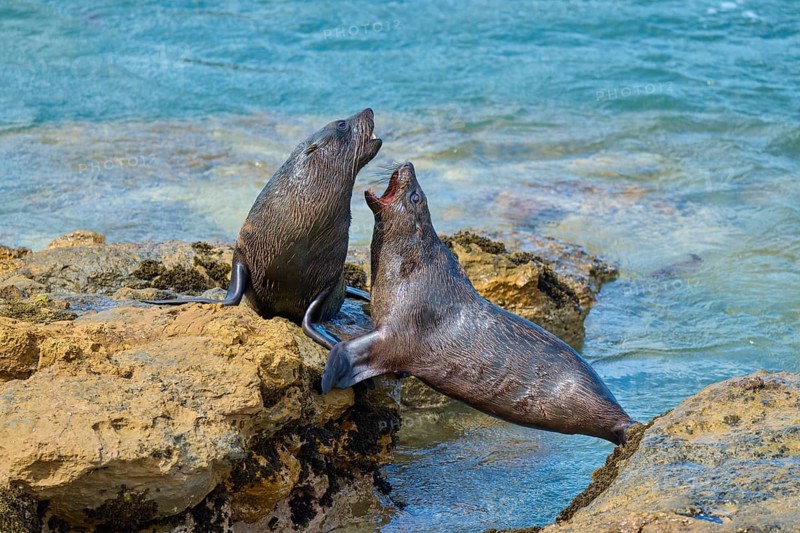 Two seals in intense play on the rocks near the sea, New Zealand fur seal (Arctocephalus forsteri), Shag Point Lookout, Shag Point, Palmerston, Otago, South Island, New Zealand