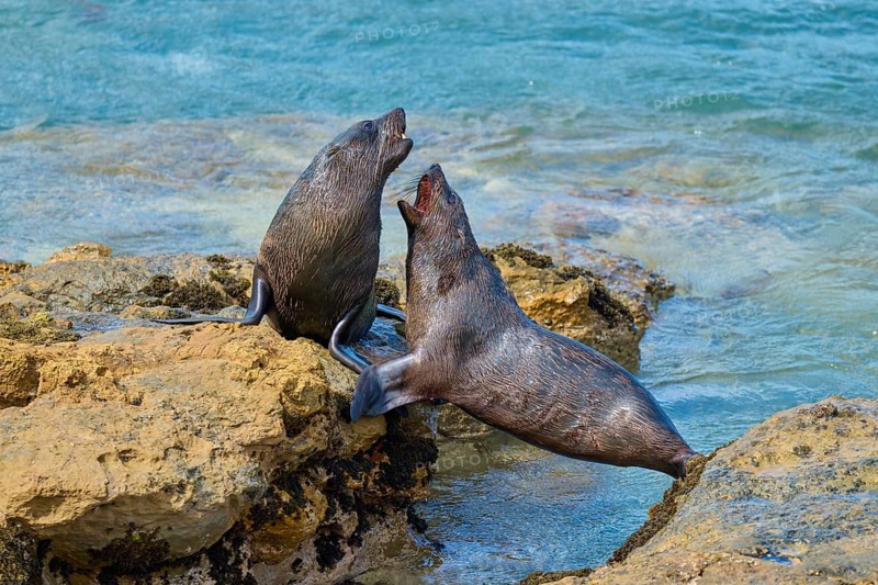 New Zealand fur seal (Arctocephalus forsteri), Shag Point Lookout, Shag Point, Palmerston, Otago, South Island, New Zealand