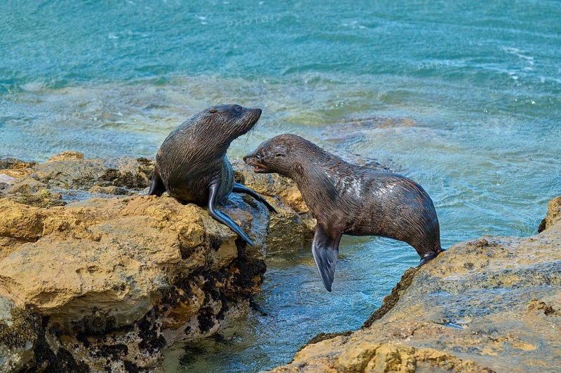 Two seals communicating lively on the rocks at the water's edge, New Zealand fur seal (Arctocephalus forsteri), Shag Point Lookout, Shag Point, Palmerston, Otago, South Island, New Zealand
