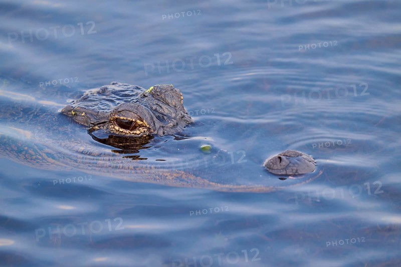 An alligator in the blue river, partly above water, showing its camouflage, American alligator (Alligator mississippiensis), Orlando Wetlands, Christmas, Florida, USA