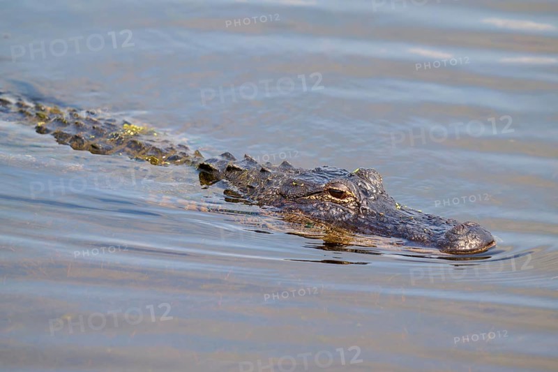 An alligator swims on the water surface with gentle blue waves, American alligator (Alligator mississippiensis), Orlando Wetlands, Christmas, Florida, USA