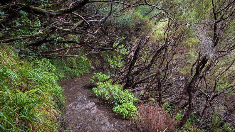 PR6 hiking trail to the 25 springs, along water channel, Levada das 25 Fontes, laurel forest, Rabacal nature reserve, Madeira, Portugal