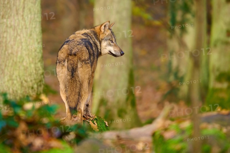 A wolf stands in autumn forest and looks over his shoulder, Wolf (Canis lupus), Germany