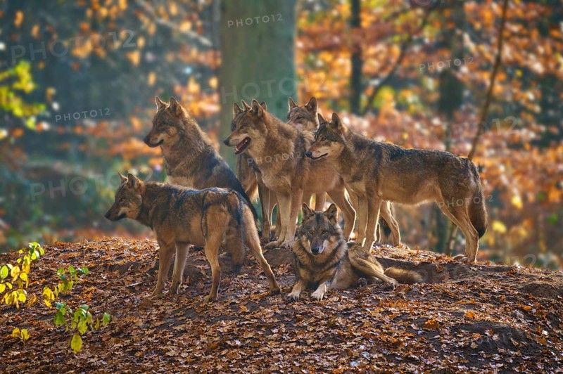 A pack of wolves gathers on a hill in autumn forest, Wolf (Canis lupus), Germany
