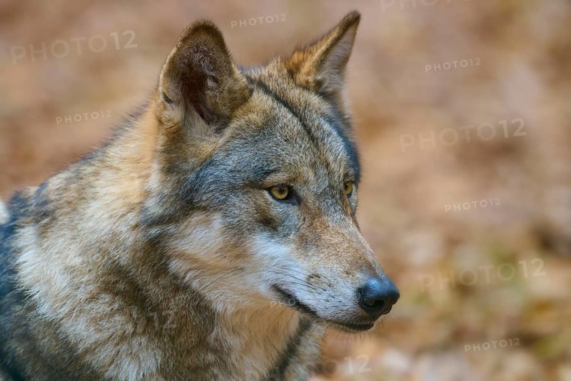 A wolf in profile view, lost in thought in autumn forest, Wolf (Canis lupus), Germany