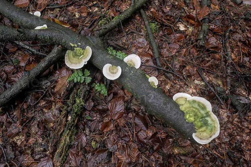 Hairy bracket (Trametes hirsuta), Emsland, Lower Saxony, Germany