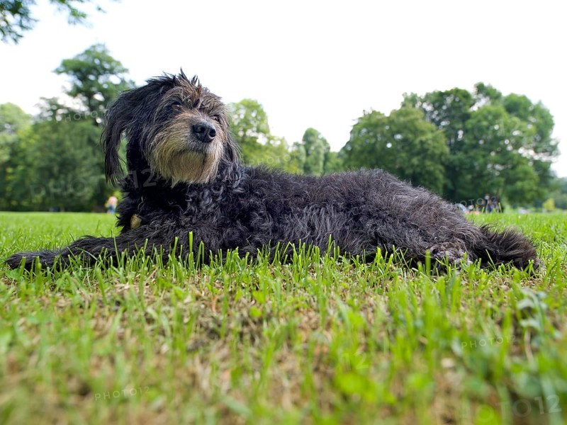 Mischlingshund lying in the grass, Englischer Garten, Munich, Bavaria, Germany