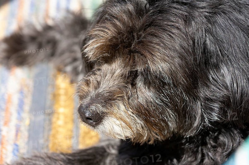 Mixed breed dog, portrait