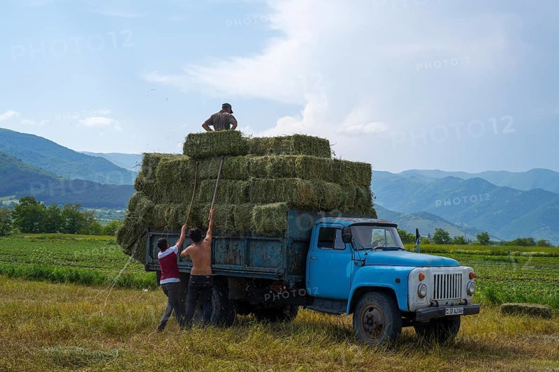 A blue truck is loaded with hay bales, located in a field in front of a panorama of hills, vintage car, GAZ-53, Lorikeet province, Armenia