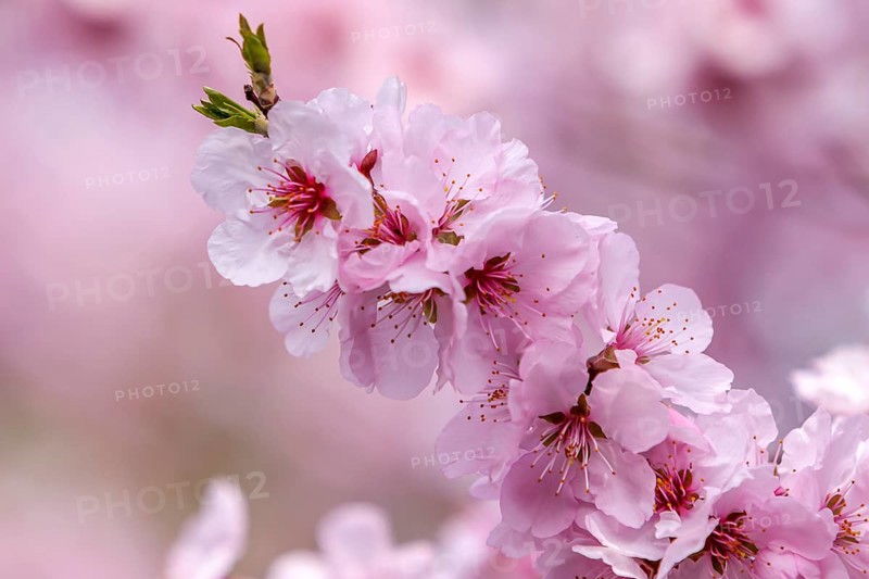 Close-up of delicate pink almond tree blossoms (Prunus dulcis) in full bloom, Southern Palatinate, Palatinate, Rhineland-Palatinate, Germany