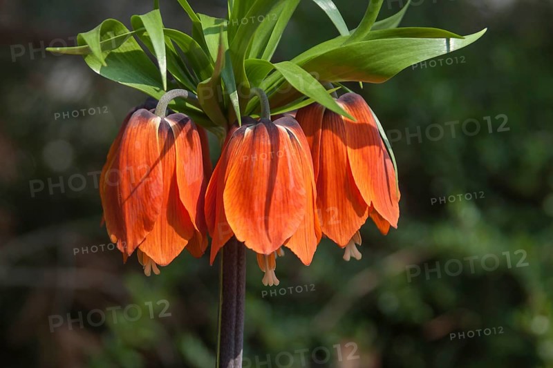 Imperial Crown (Fritillaria imperialis) orange-flowering, Palatinate, Rhineland-Palatinate, Germany