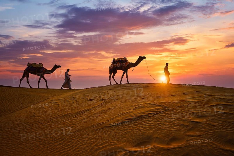 Indian cameleers camel drivers bedouin with camel silhouettes in sand dunes of Thar desert on sunset. Caravan in Rajasthan travel tourism background safari adventure. Jaisalmer, Rajasthan, India