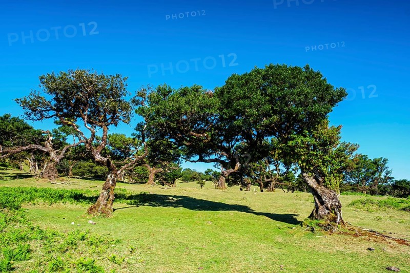Centuries-old til trees in fantastic magical idyllic Fanal Laurisilva forest on sunset. Madeira island, Portugal