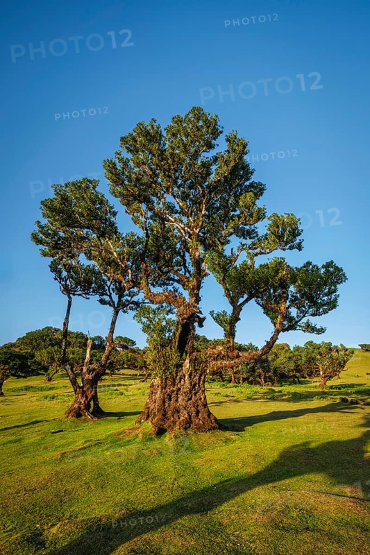 Centuries-old til trees in fantastic magical idyllic Fanal Laurisilva forest on sunset. Madeira island, Portugal