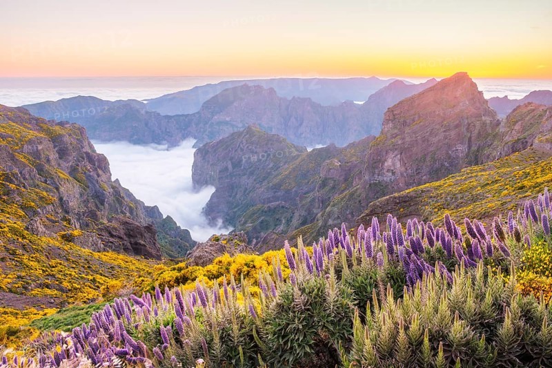 View from Pico do Arieiro of mountains over clouds with Pride of Madeira flowers and blooming Cytisus shrubs after sunset. Madeira island, Portugal