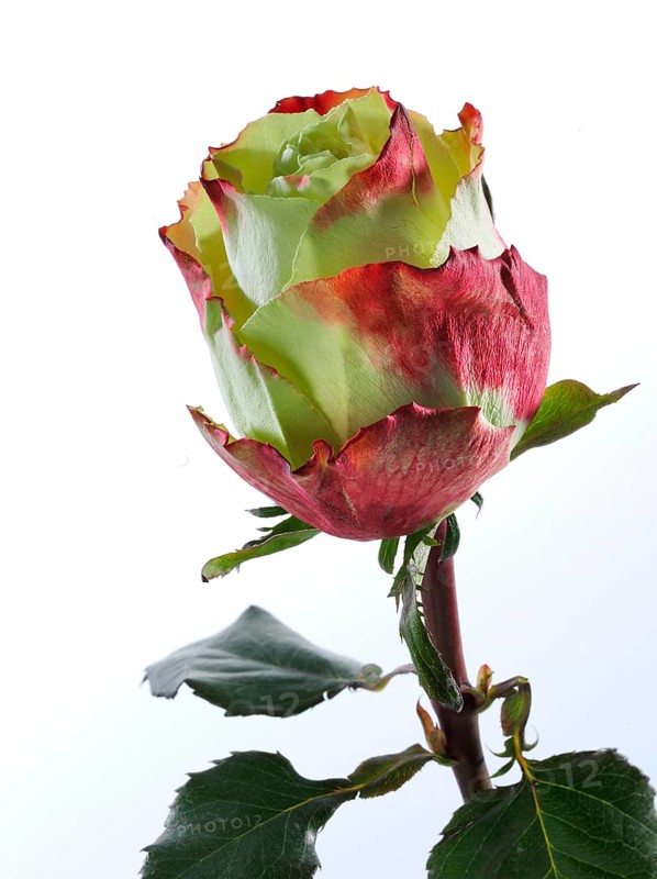 Hybrid rose (Rosa hybrida)