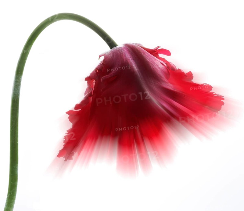 Garden tulip, Gesner's tulip, parrot tulip (Tulipa gesneriana), zoom effect