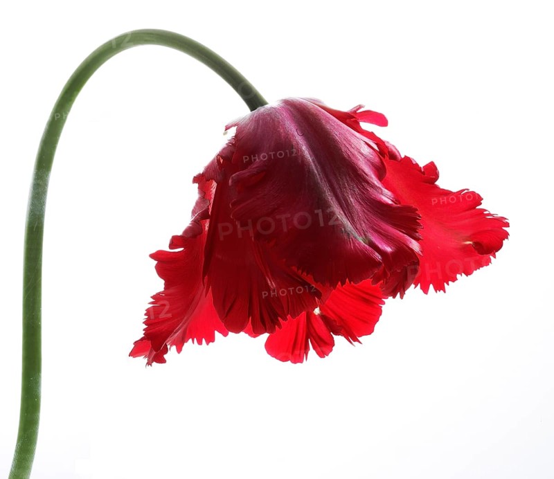 Garden tulip, Gesner's tulip, parrot tulip (Tulipa gesneriana)