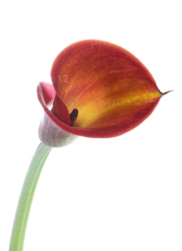 Pink Calla, Rehmann Calla (Zantedeschia rehmannii)