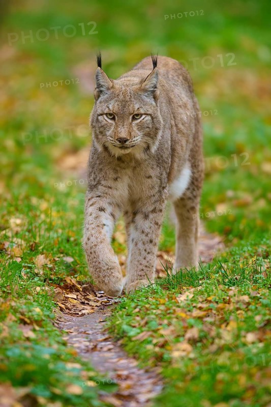 A lynx roams cautiously through the green, autumnal forest. Its gait is determined and alert, Lynx (Lynx lynx), Germany