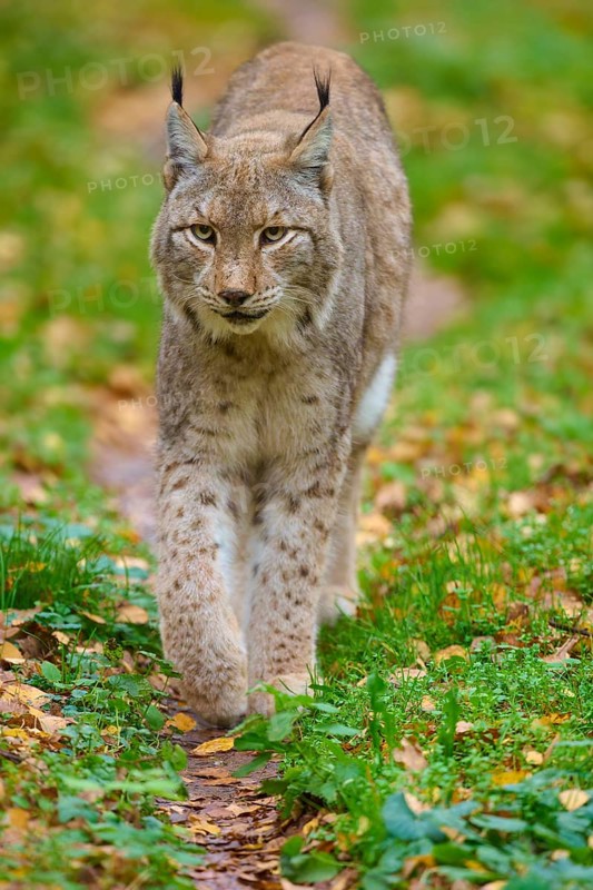 A lynx roams through an autumnal forest path, Lynx (Lynx lynx), Germany