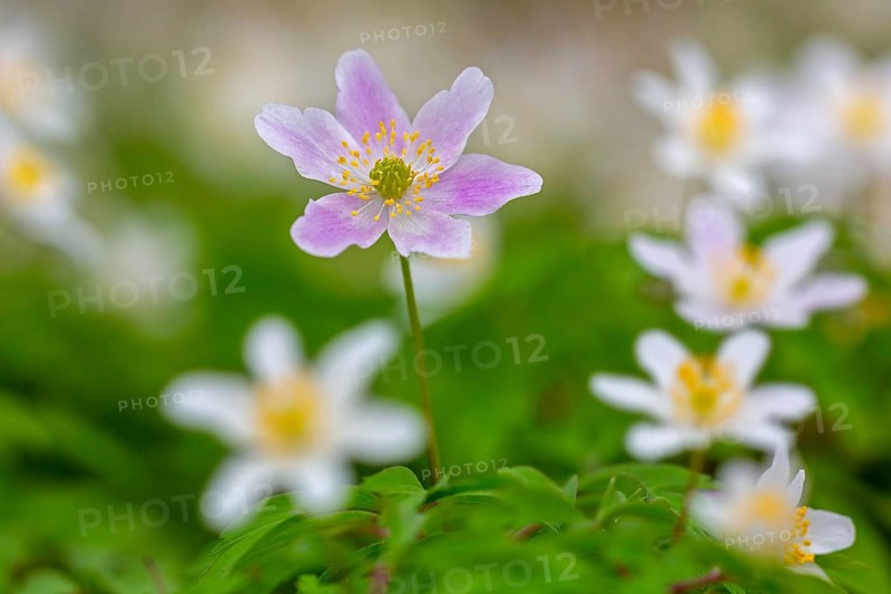 Pink wood anemone among colonial growth of white anemones / European thimbleweed (Anemone nemorosa) flowering in spring forest