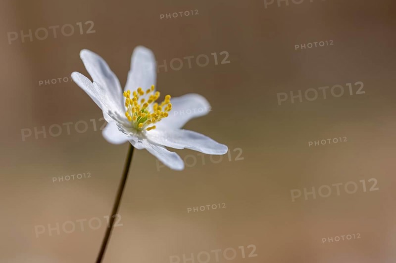 Wood anemone / European thimbleweed (Anemone nemorosa) close-up of white flower showing yellow stamen blooming in spring forest