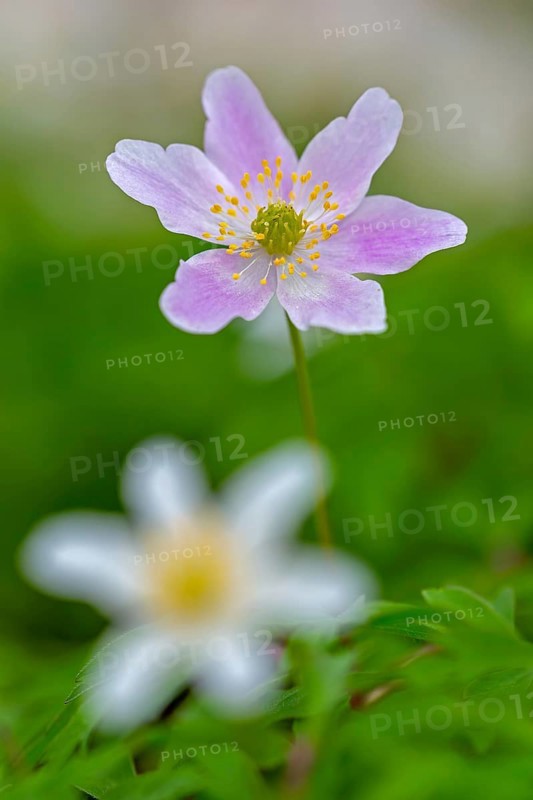 Pink and white wood anemone / European thimbleweed (Anemone nemorosa) flowering in forest in spring