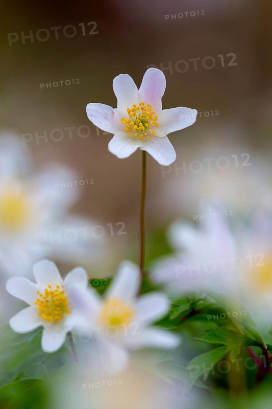 Wood anemone / European thimbleweed (Anemone nemorosa) close-up of white flower showing yellow stamen blooming in spring forest