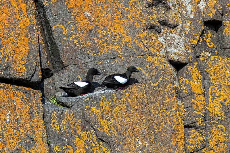 Black guillemot / tystie (Cepphus grylle) pair in breeding plumage resting on rock ledge in sea cliff along the Svalbard coast in summer, Spitsbergen