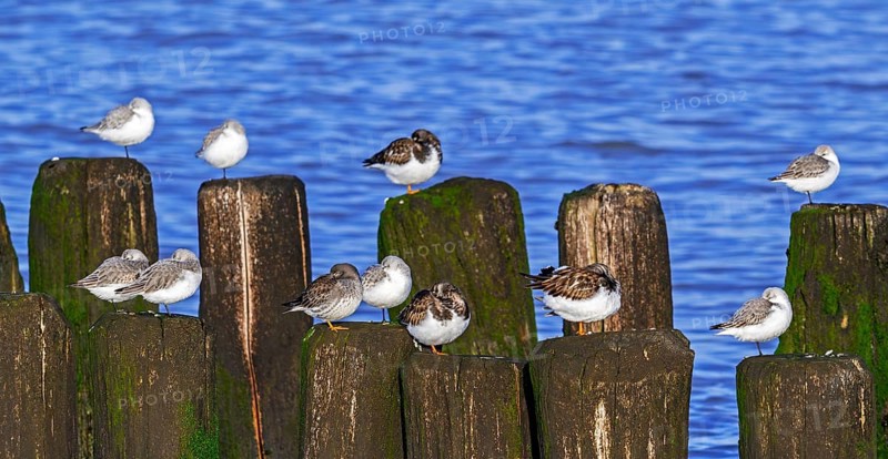 Sanderlings, ruddy turnstones and purple sandpiper in winter plumage resting on wooden breakwater, high tide refuge during flooding in late autumn
