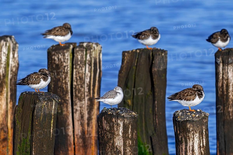 Sanderling and ruddy turnstones (Arenaria interpres) in winter plumage resting on wooden breakwater, high tide refuge during flooding in late autumn