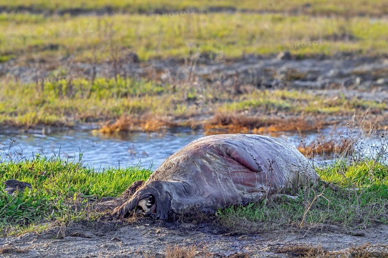 Rotten seal carcass for Dood doet Leven, project by Zeeuwse Landschap placing carcasses of dead animals to maintain biodiversity, Zeeland, Netherlands