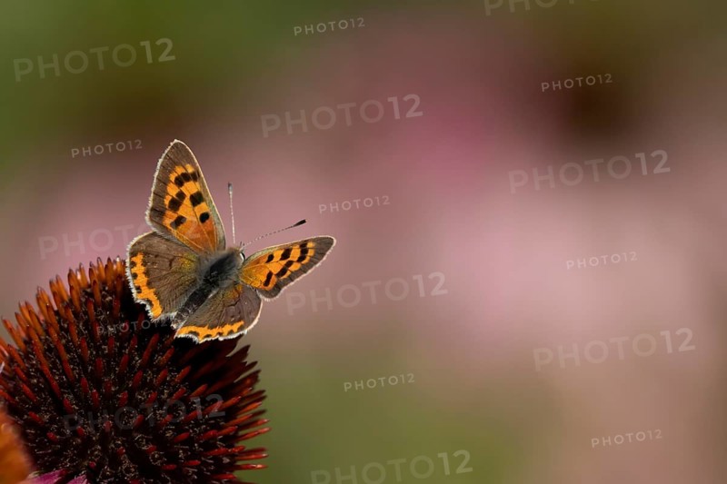 Small copper butterfly (Lycaena phlaeas) adult insect on a Coneflower (Echinacea purpurea) plant flower in summer, England, United Kingdom