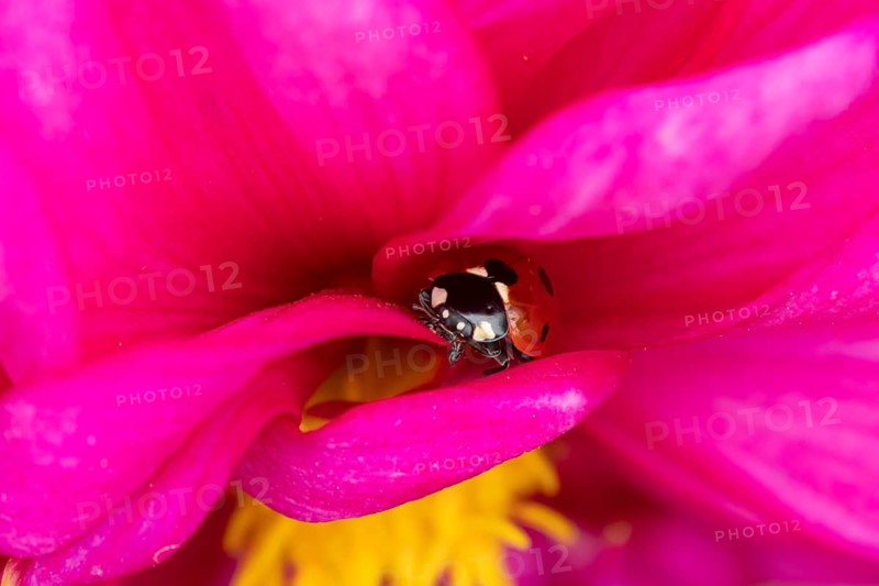 Seven-spot ladybird (Coccinella septempunctata) adult insect on a garden Dahlia flower in summer, England, United Kingdom