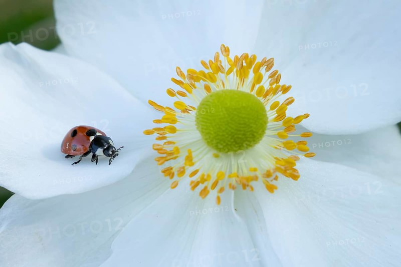 Seven-spot ladybird (Coccinella septempunctata) adult insect on an Japenese anemone plant flower in summer, England, United Kingdom