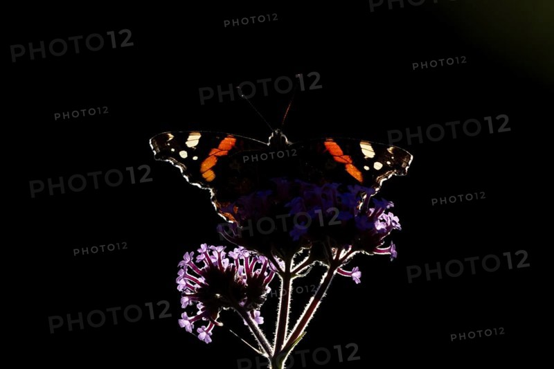 Red admiral butterfly (Vanessa atalanta) adult insect feeding on garden Verbena flowers in the summer, England, United Kingdom