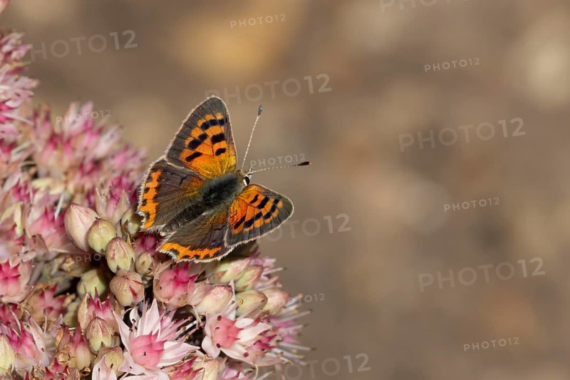Small copper butterfly (Lycaena phlaeas) adult insect feeding on a garden pink Sedum flower in summer, England, United Kingdom