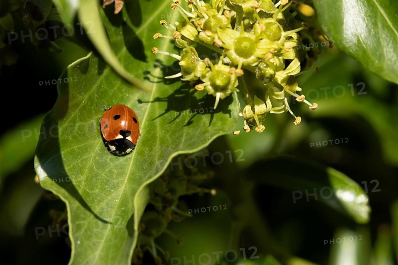 Seven-spot ladybird (Coccinella septempunctata) adult insect on an Ivy plant leaf in summer, England, United Kingdom