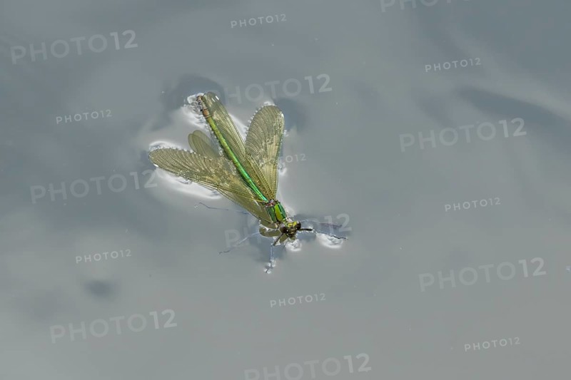 Banded demoiselle damselfly (Calopteryx splendens) adult female insect floating on the water surface of a river in summer, England, United Kingdom