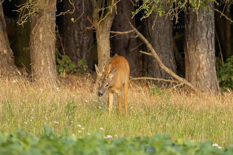 Roe deer (Capreolus capreolus) adult animal male roebuck on the edge of a farmland sugarbeet field in summer, England, United Kingdom