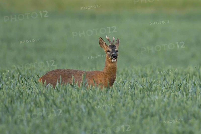 Roe deer (Capreolus capreolus) adult animal male roebuck feeding in a farmland wheat field in summer, England, United Kingdom